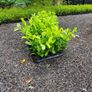 Portuguese Laurel Hedging Image 9