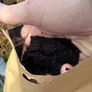 6L Worm Castings 2 Bags Natural Fertiliser Delivered Image 3