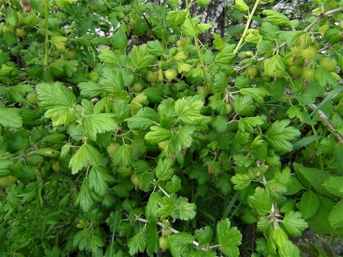 plants