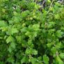 plants Image 3