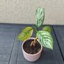 Chinese evergreen Image 2