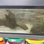 fish tank Image 8
