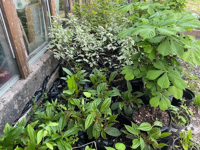 Potted Native Trees and Shrubs
