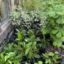 Potted Native Trees and Shrubs Image 5