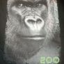 Dublin zoo t shirt size small Image 2