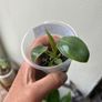 Philodendron Spiritus Sancti Image 2