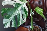 No.70 Monstera Albo