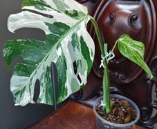 No.70 Monstera Albo