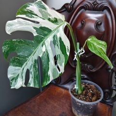No.70 Monstera Albo