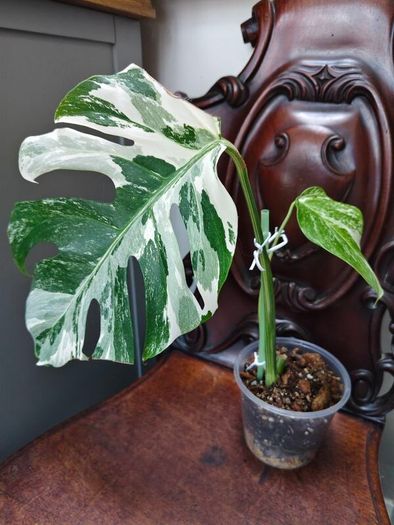 No.70 Monstera Albo