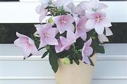 (B) Balloon Flower Pink seeds 0,1g (185202)