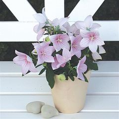 (B) Balloon Flower Pink seeds 0,1g (185202)