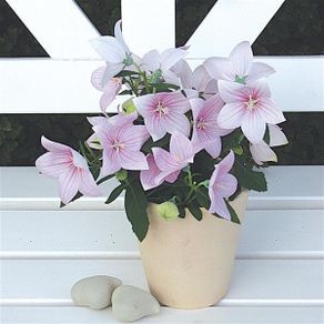 (B) Balloon Flower Pink seeds 0,1g (185202)