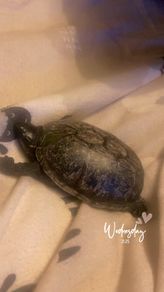 "Elon" Musk turtle