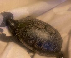 "Elon" Musk turtle
