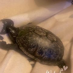 "Elon" Musk turtle