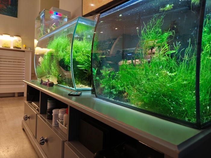 Aquarium moss and plants XXL portions