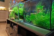 Aquarium moss and plants XXL portions