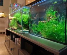 Aquarium moss and plants XXL portions