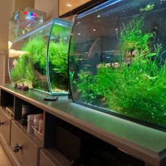 Aquarium moss and plants XXL portions