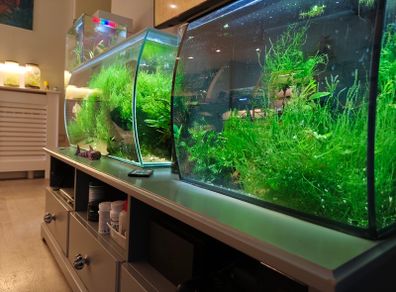 Aquarium moss and plants XXL portions
