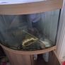 Fish Image 2