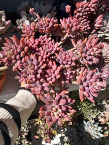 Succulent