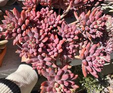 Succulent