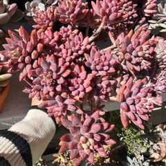 Succulent