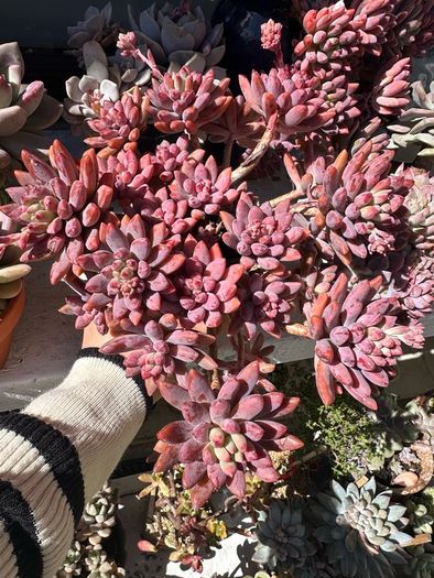 Succulent