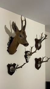 deer collection
