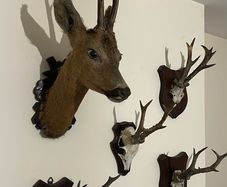 deer collection
