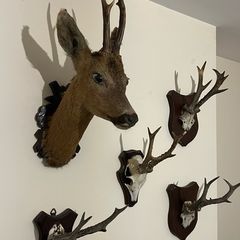 deer collection