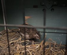Quail