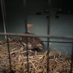 Quail