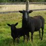 Black Sheep , Hoggets . Breeding Sheep . Image 2