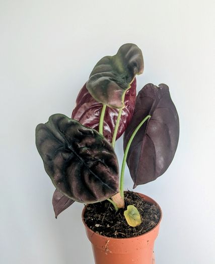 Alocasia Cuprea Red Secret Plant