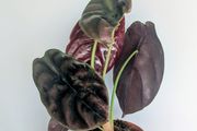 Alocasia Cuprea Red Secret Plant