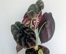 Alocasia Cuprea Red Secret Plant