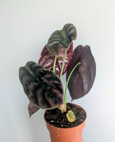 Alocasia Cuprea Red Secret Plant