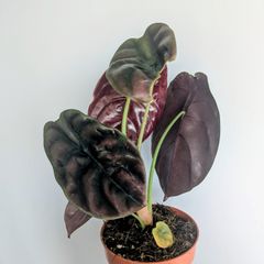 Alocasia Cuprea Red Secret Plant