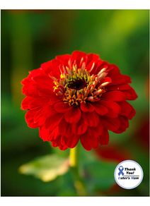 (Z) Zinnia Scarlet Flame seeds 1g (220119)