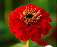 (Z) Zinnia Scarlet Flame seeds 1g (220119)