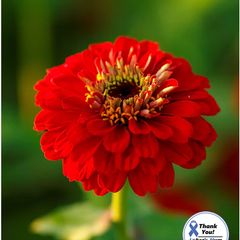 (Z) Zinnia Scarlet Flame seeds 1g (220119)