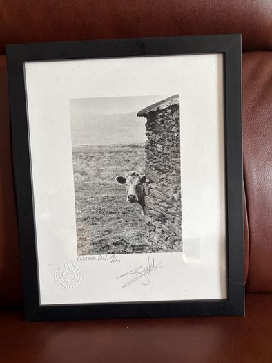 Curious Cow Giles Norman