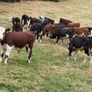 40 Hereford Bulls Image 6