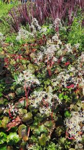 Herbaceous Perennials in 3 litre just  7.50 euro