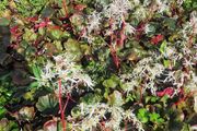 Herbaceous Perennials in 3 litre just  7.50 euro