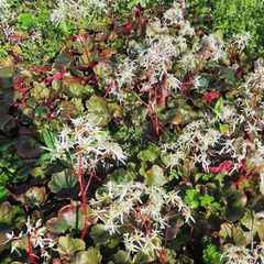 Herbaceous Perennials in 3 litre just  7.50 euro
