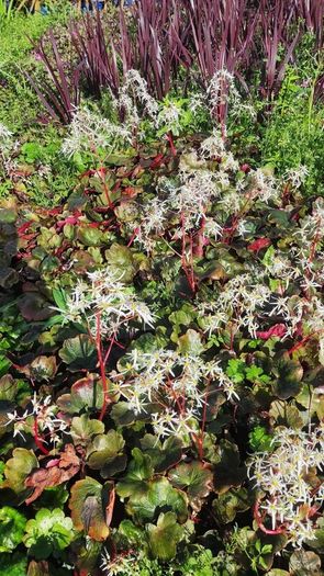 Herbaceous Perennials in 3 litre just  7.50 euro